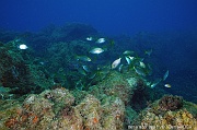 Sarpa salpa ambiance Acores SMig Baixa Pisao-3m-20170828-Denis-ADER-DSC_0780_tn